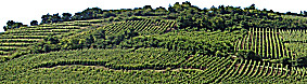 Vineyard around Riquewihr.