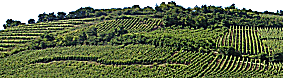 Vignes autour de Riquewihr.